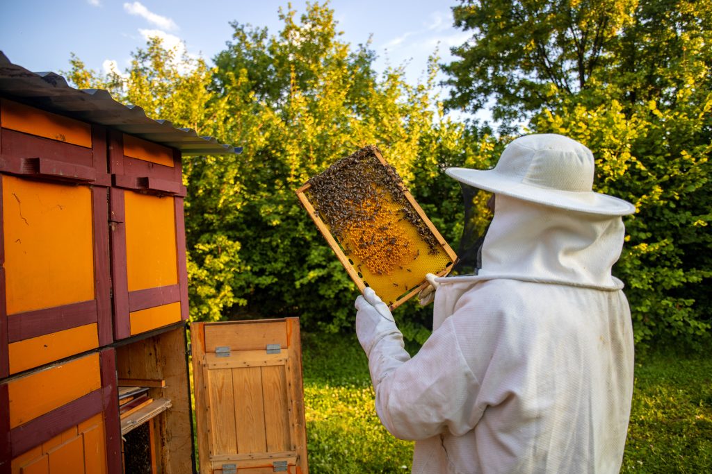 Reubicación de panales de abejas